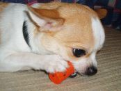 Kategorie: �������� �������