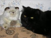 Kategorie: �������� �������