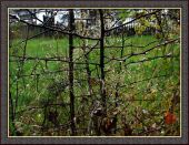 Kategorie: �������