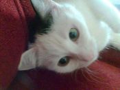 Kategorie: �������� �������