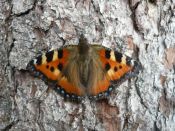 Kategorie: �������