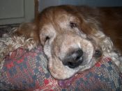 Kategorie: �������� �������