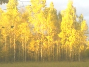 Kategorie: �������