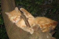 Kategorie: �������� �������