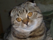 Kategorie: �������� �������