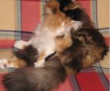 Kategorie: �������� �������