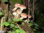 Kategorie: �������