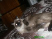 Kategorie: �������� �������