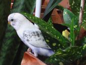 Kategorie: �������� �������