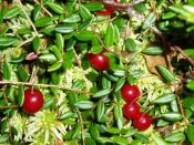 Kategorie: �������