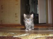 Kategorie: �������� �������