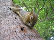 Kategorie: ������