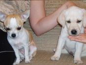 Kategorie: �������� �������