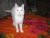 Kategorie: �������� �������