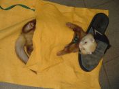 Kategorie: �������� �������