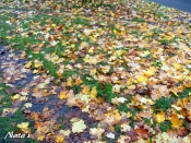 Kategorie: �����