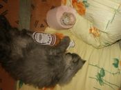 Kategorie: �������� �������