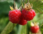 Kategorie: �������