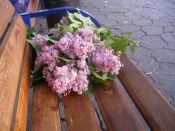 Kategorie: �������