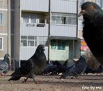 Kategorie: �������