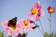 Kategorie: �������