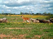 Kategorie: �������