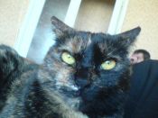 Kategorie: �������� �������