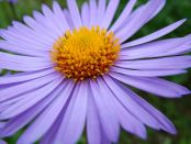 Kategorie: �������