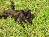 Kategorie: �������� �������