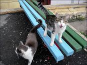 Kategorie: �������� �������