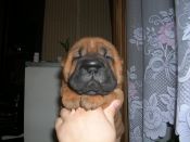 Kategorie: �������� �������