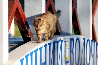 Kategorie: ������