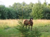 Kategorie: �������