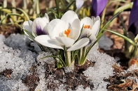 Kategorie: �������