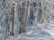 Kategorie: �������