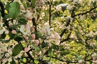 Kategorie: �������