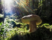 Kategorie: 