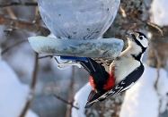 Kategorie: �������